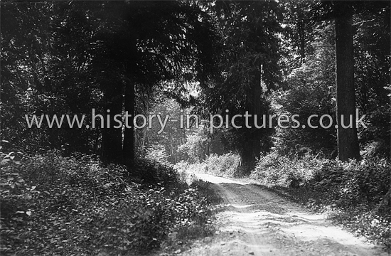 Stage Road, Newport, Essex. c.1914.